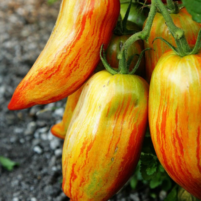 Speckled Roman tomato seeds