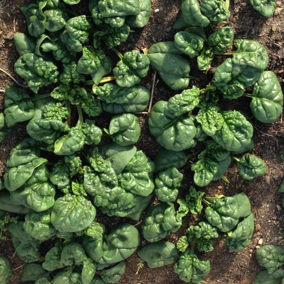 Seeds - spinach