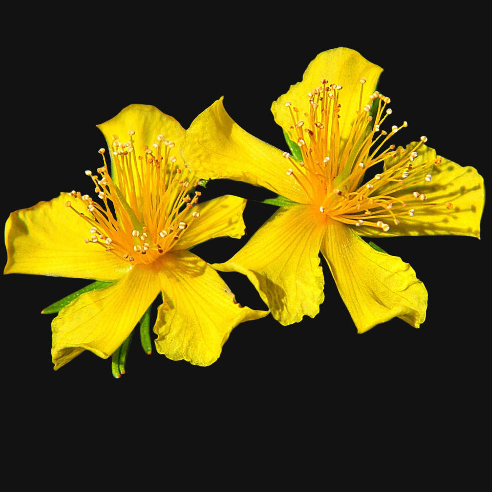 Semences de millepertuis (St John's Wort)