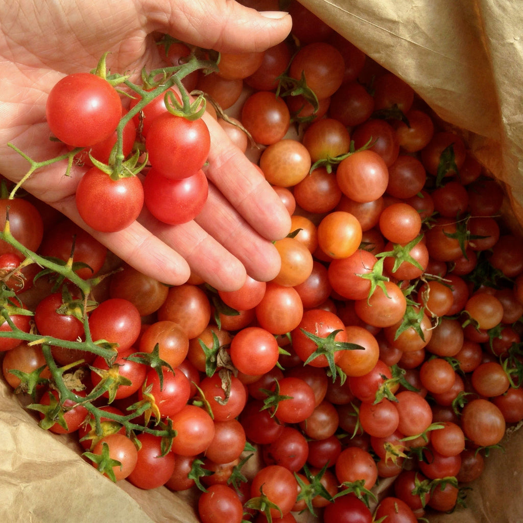 Strawberry Cherry Tomato Seeds