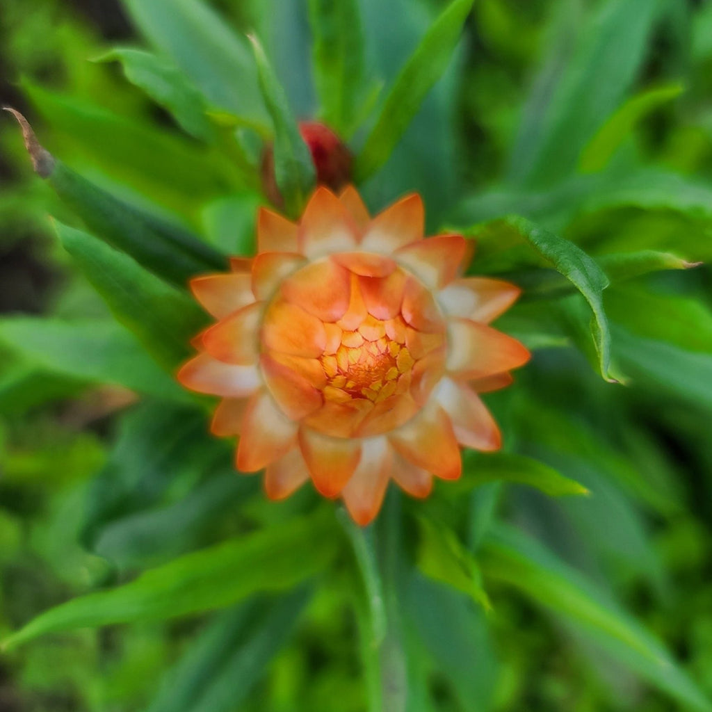 Seeds - Strawflowers