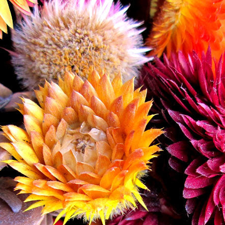 Semences - Immortelles (strawflowers)