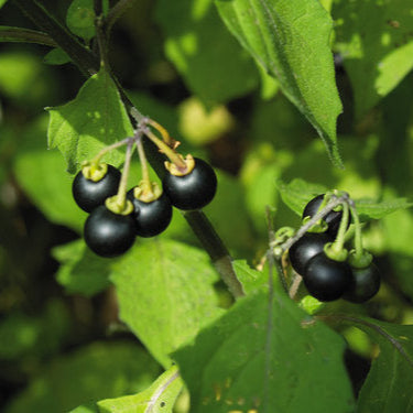 Semences de Sunberry