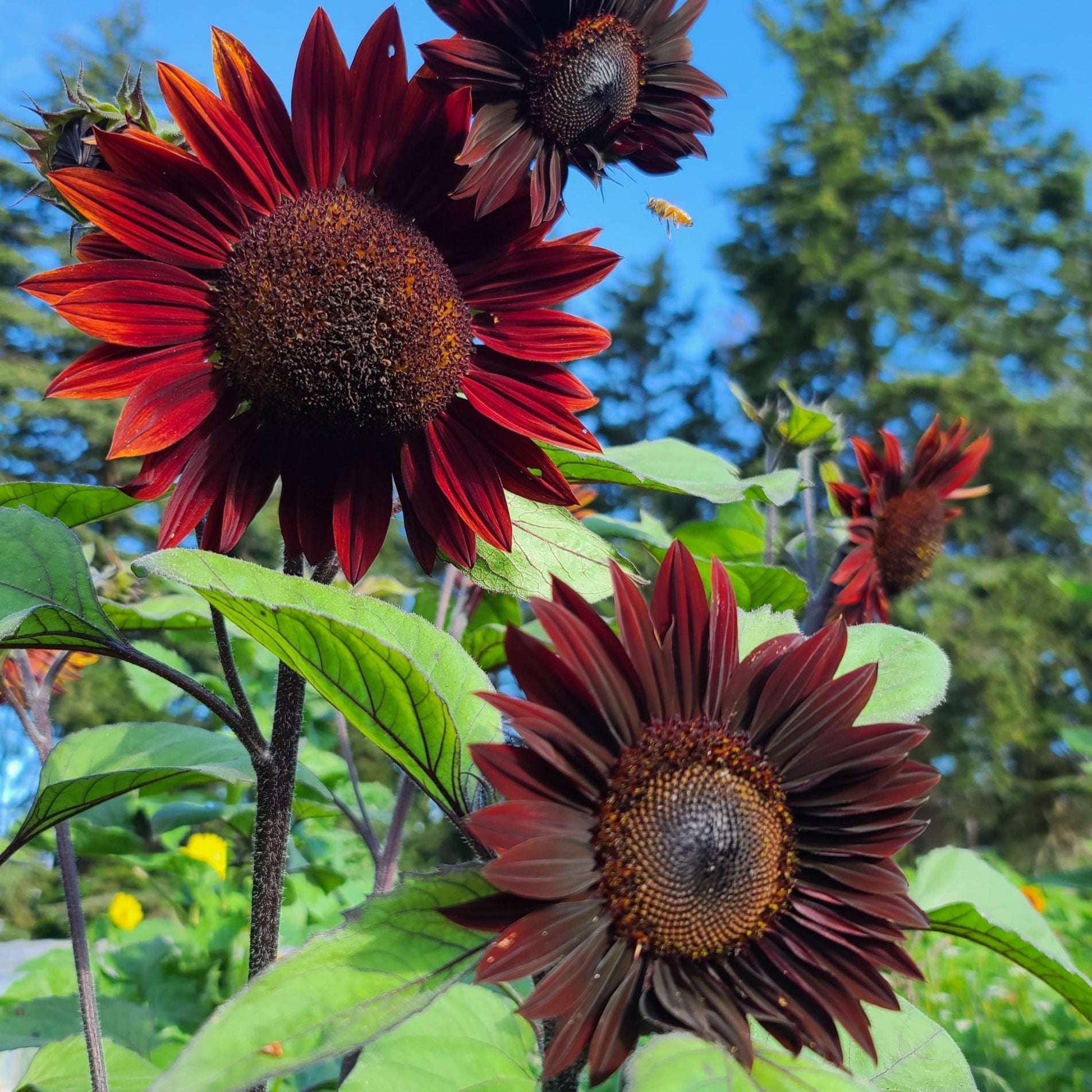 Sunflower seeds