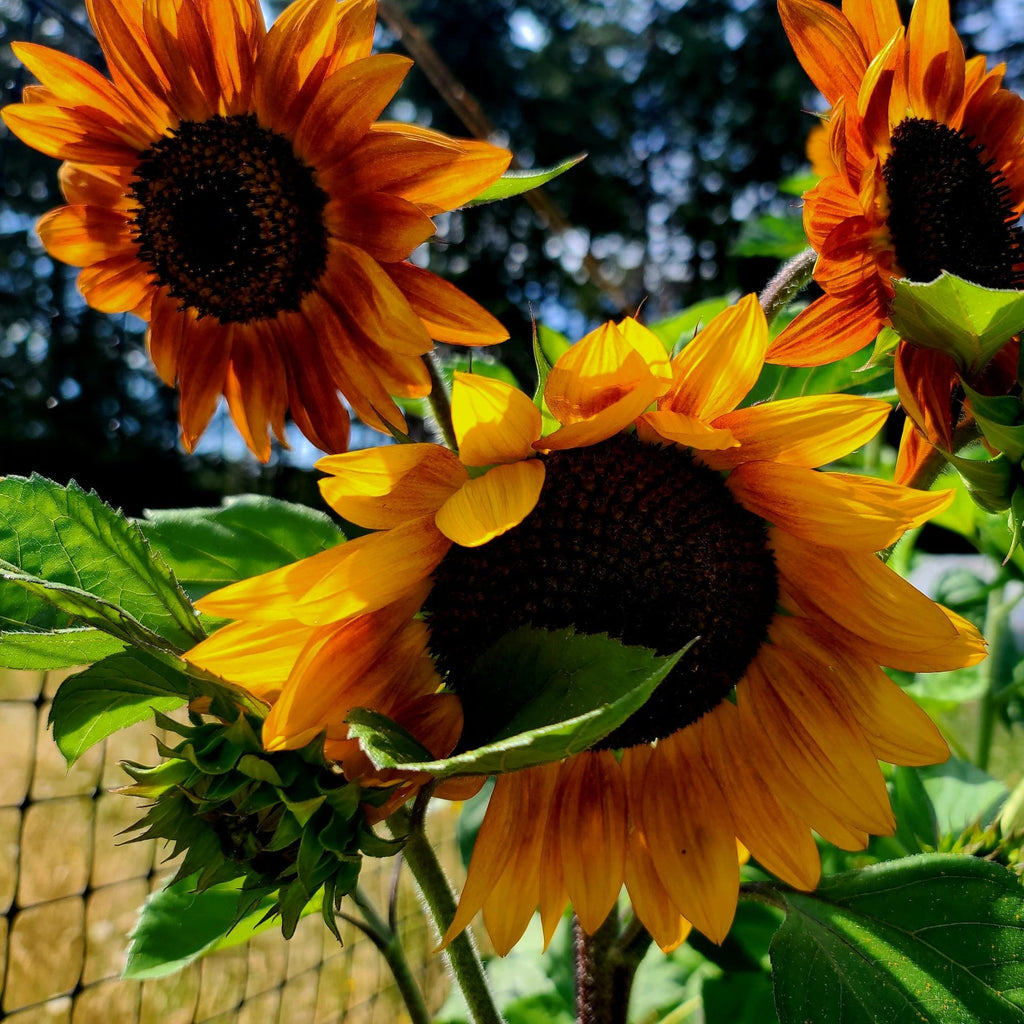 Semences de tournesols