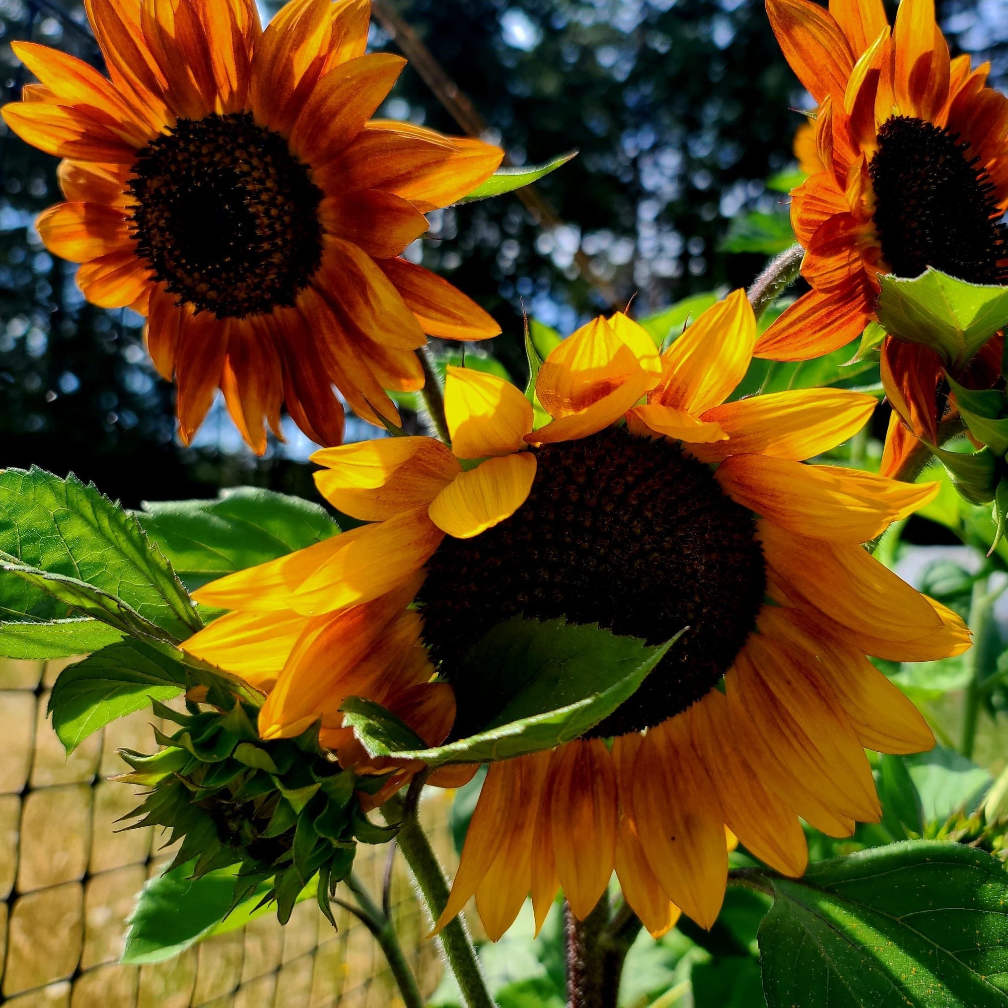 Semences de tournesols