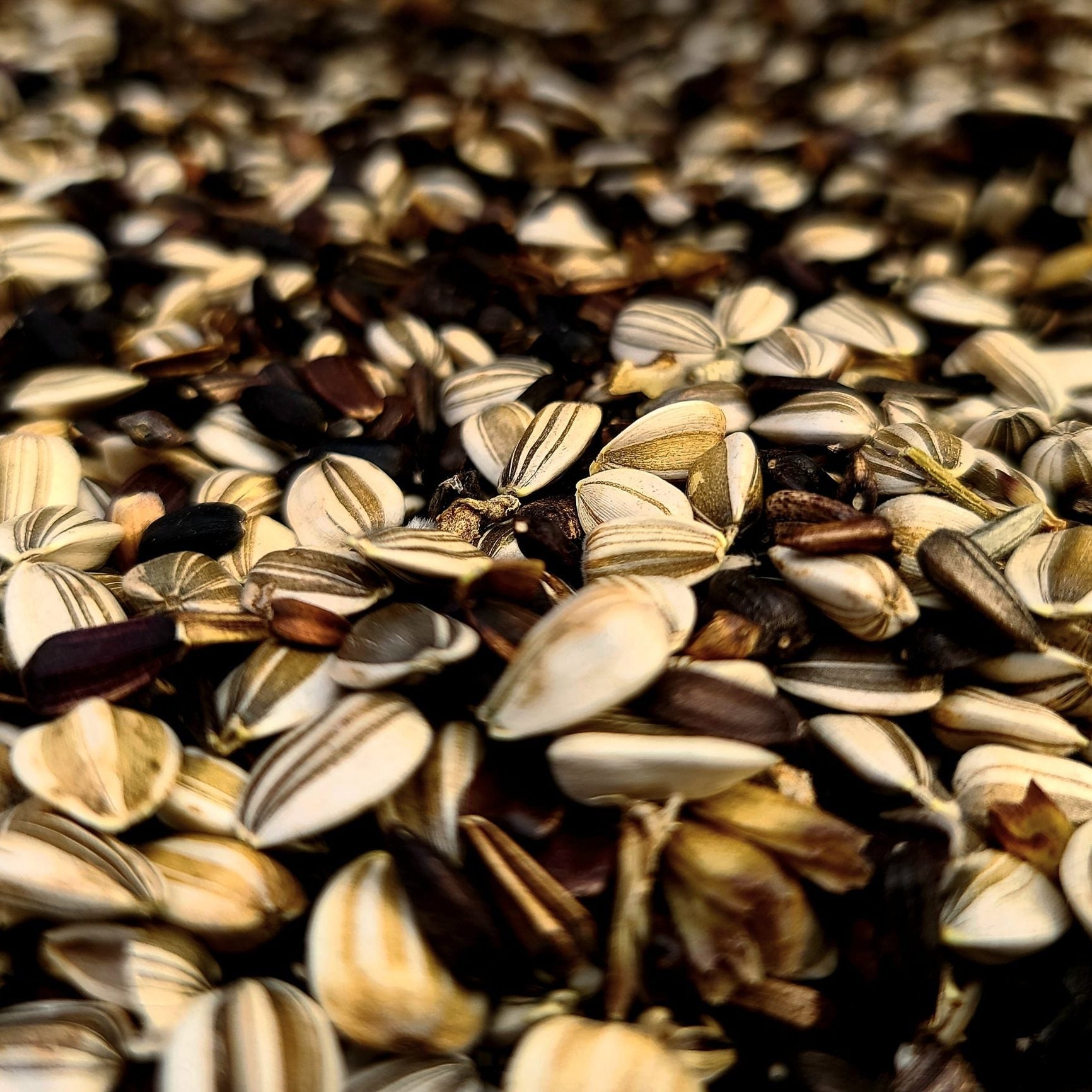 Sunflower seeds