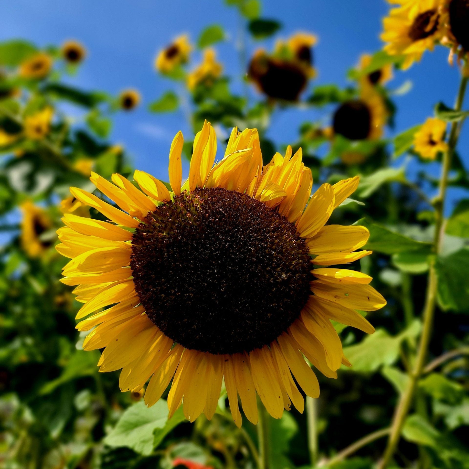 Sunflower seeds