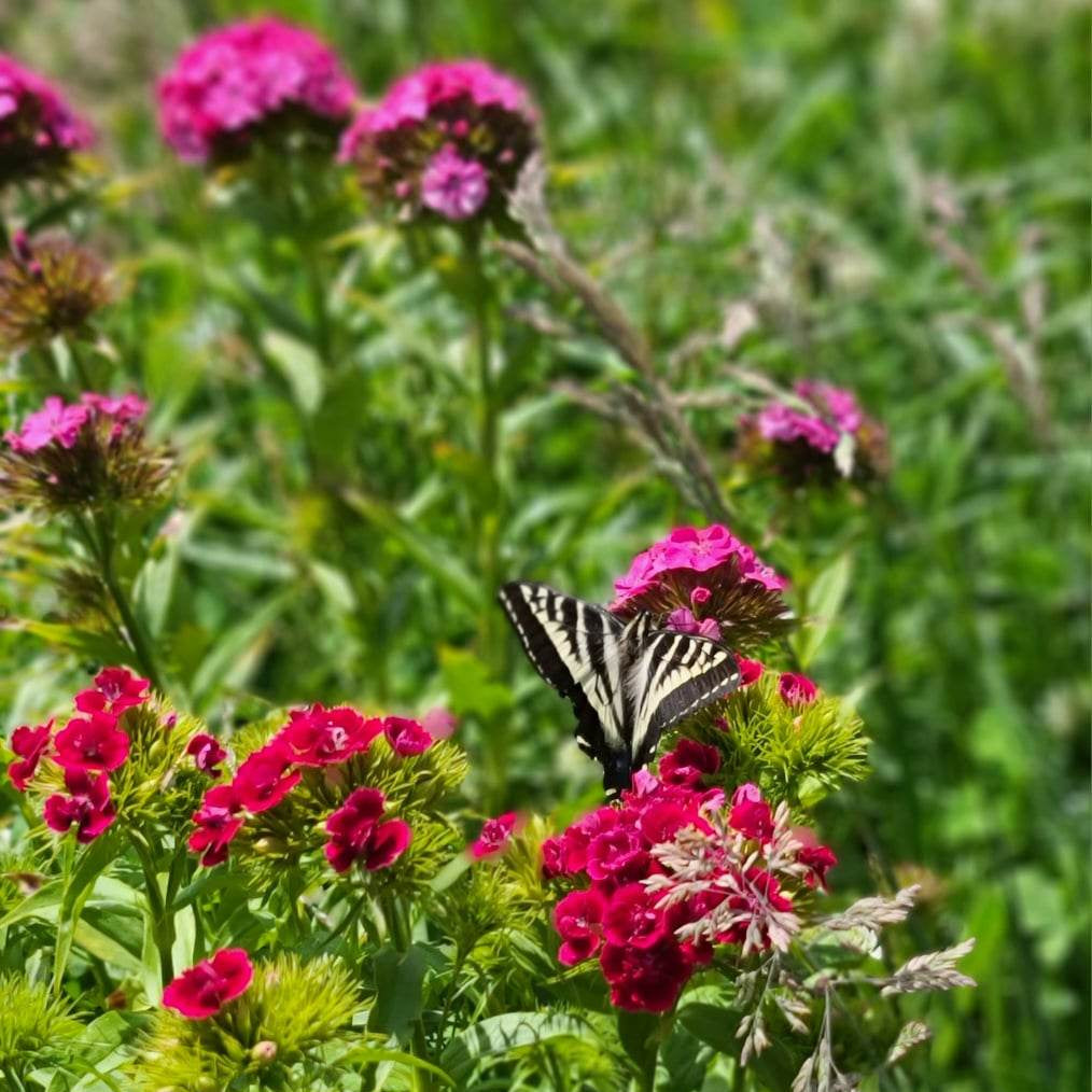 Sweet William Seeds