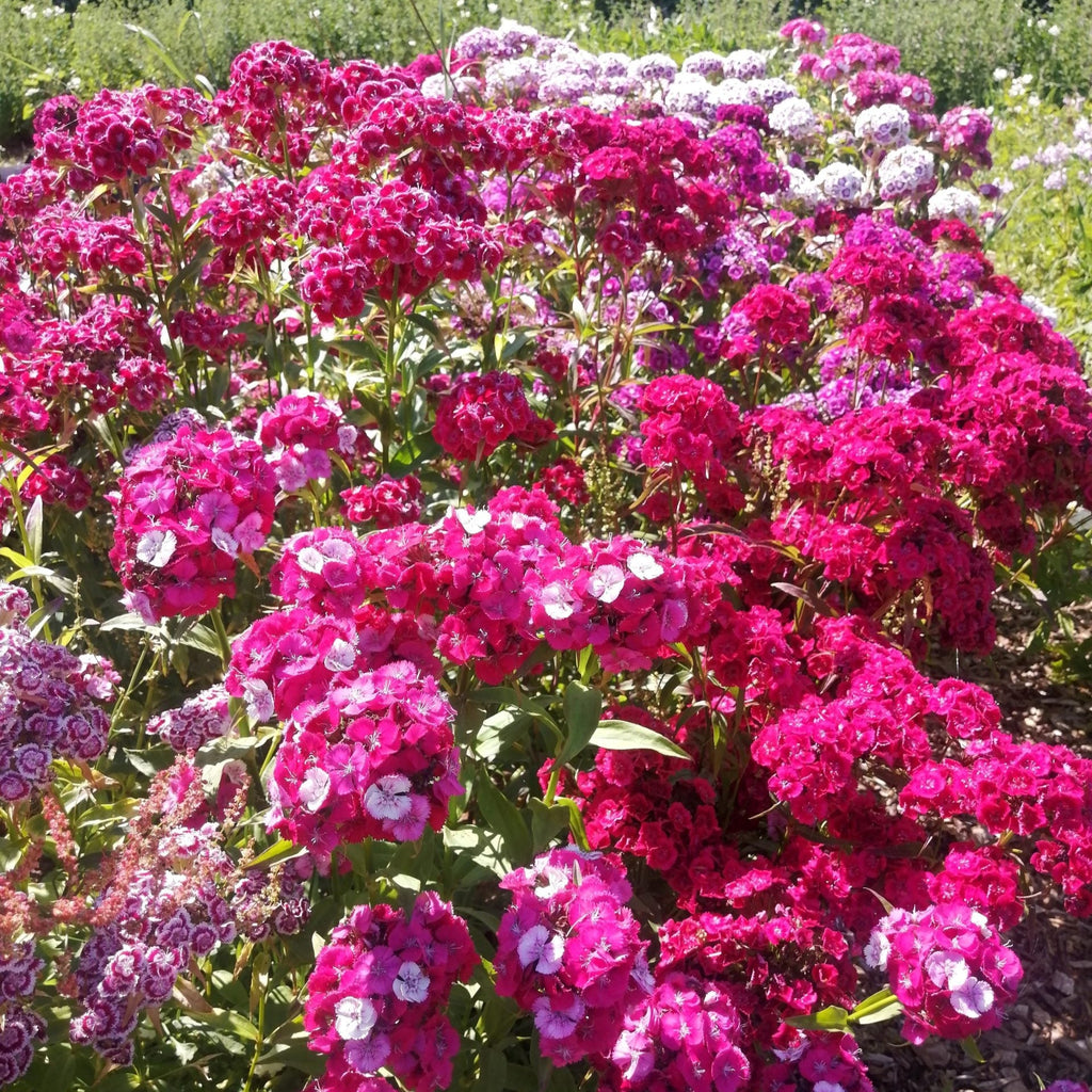 Sweet William Seeds