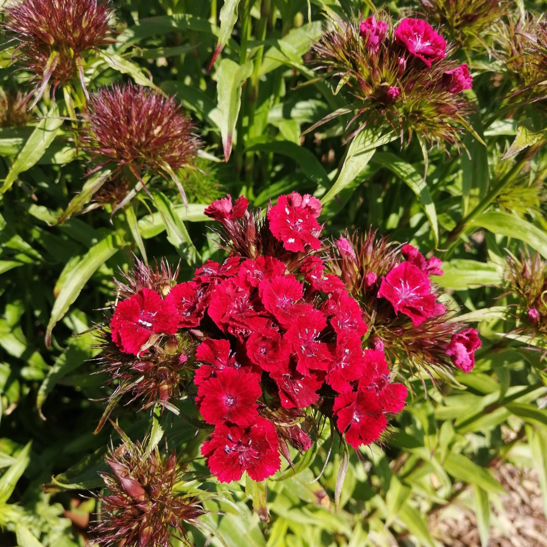 Sweet William Seeds