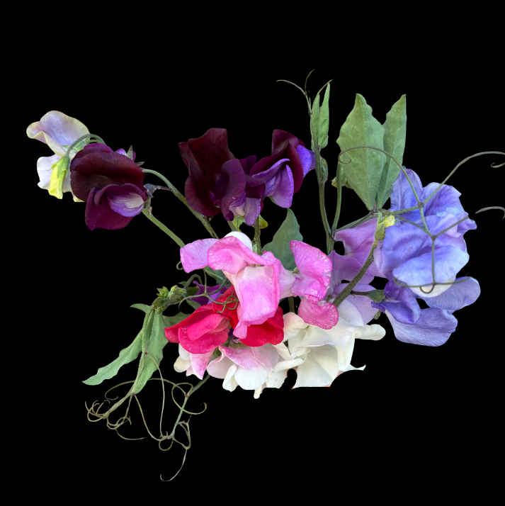 Sweet Pea Mix seeds