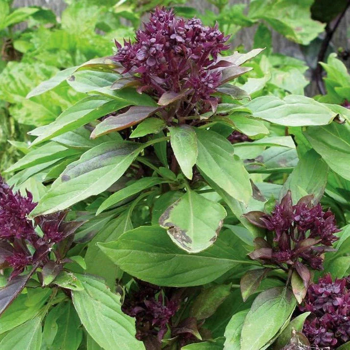 Semences de Basilic thaï