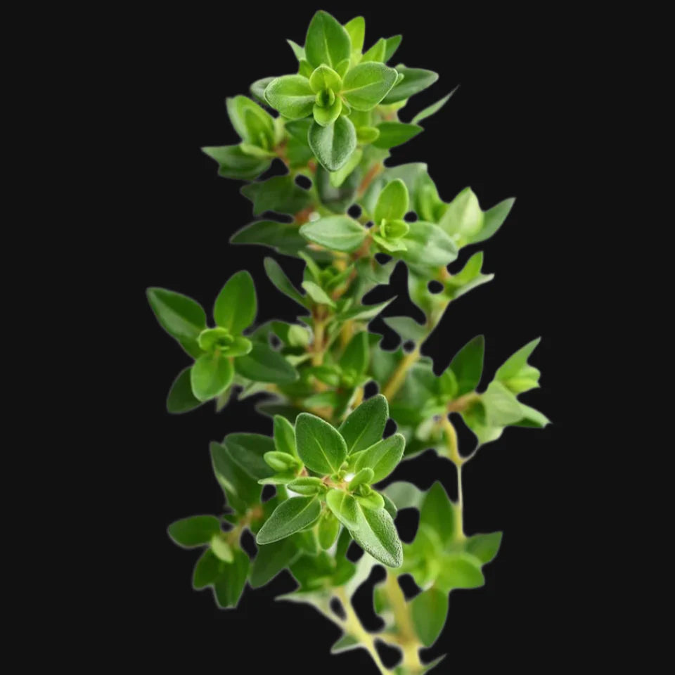 Semences de Thym