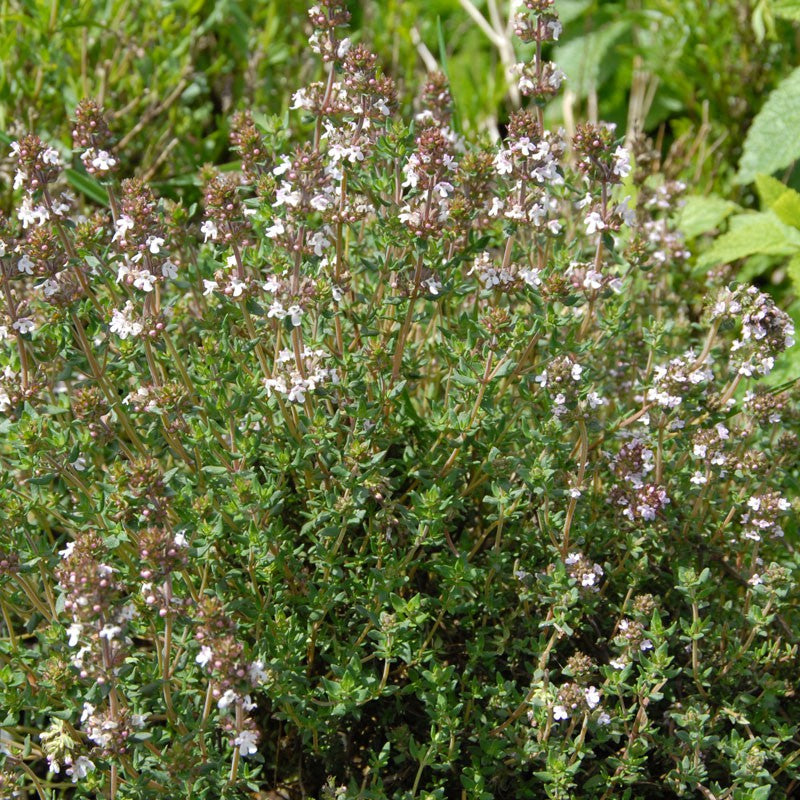 Semences de Thym