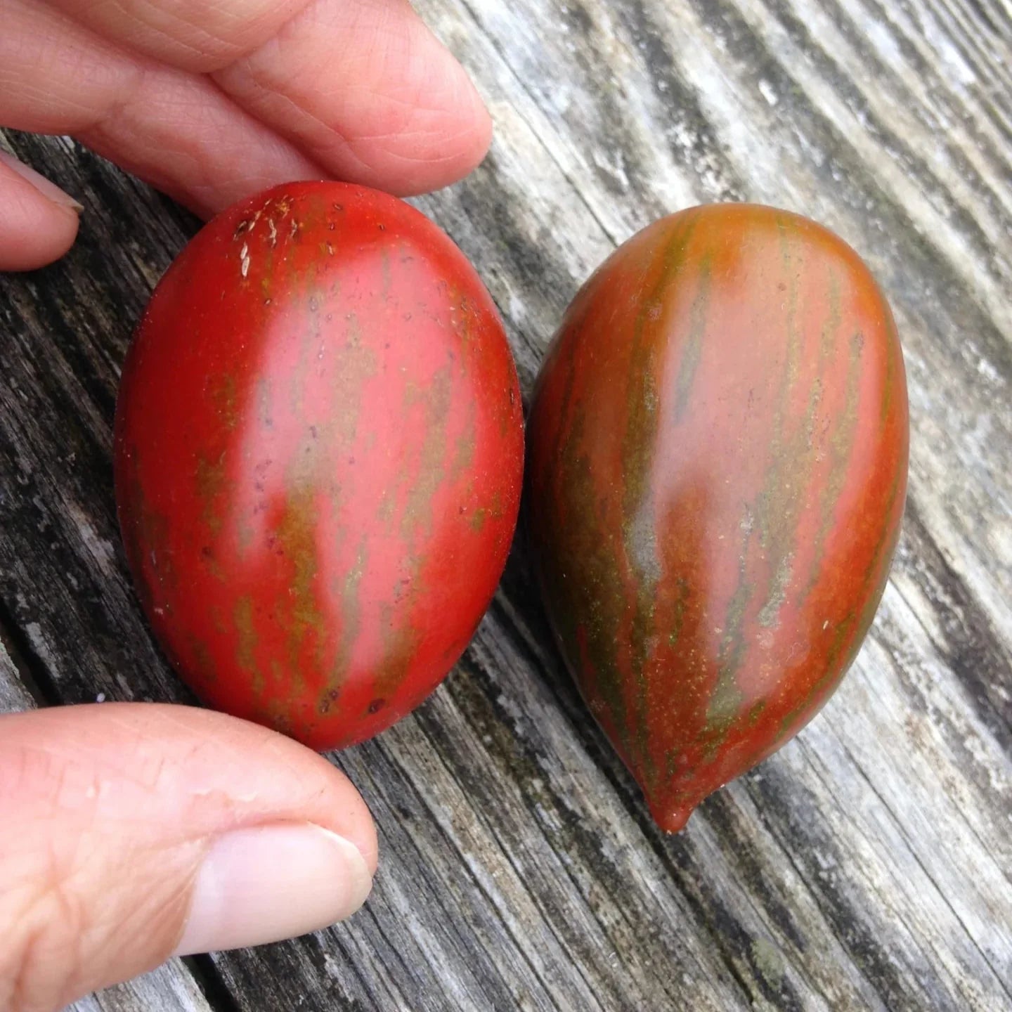 Semences de tomate Tiger Pear