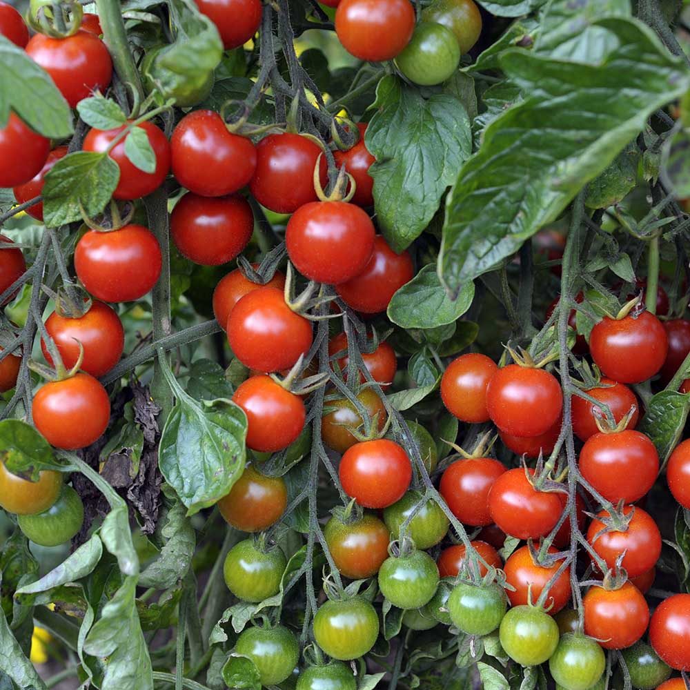 Alicante tomato seeds