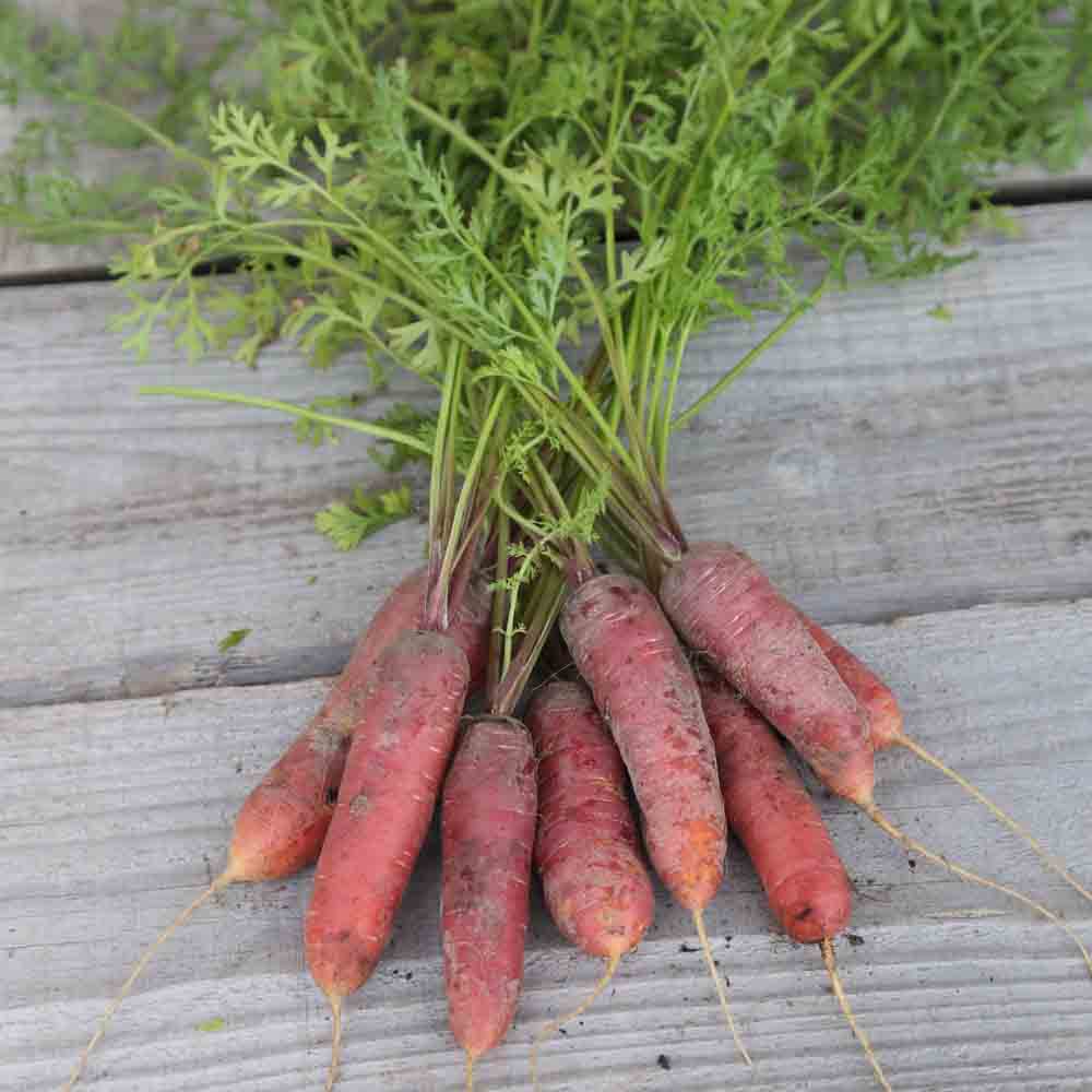 Carrot Vampire Seeds (Long Red Blood)