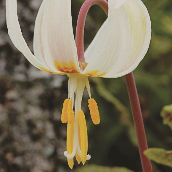 Semences de Lis blanc du printemps