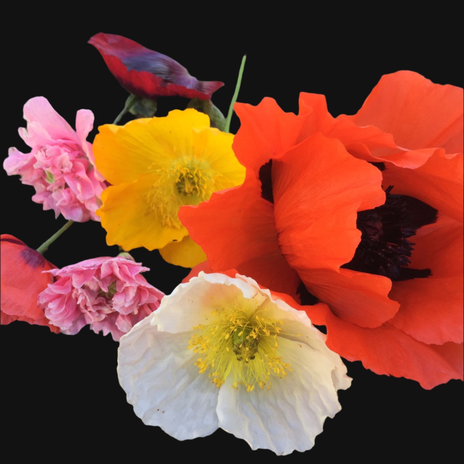 mix of Poppy seeds