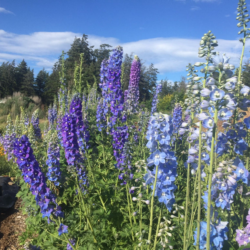 Delphinium Seeds