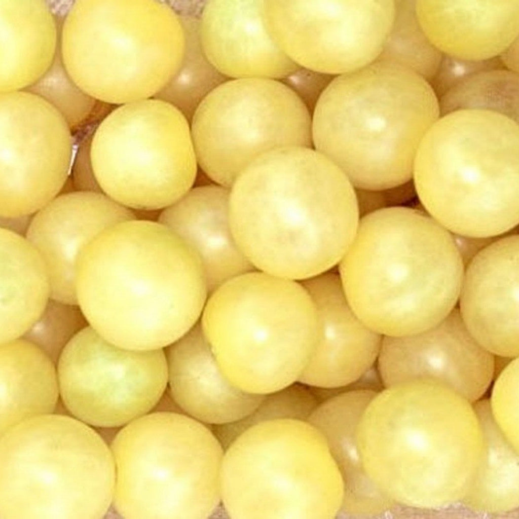 Semences de Tomate blanche