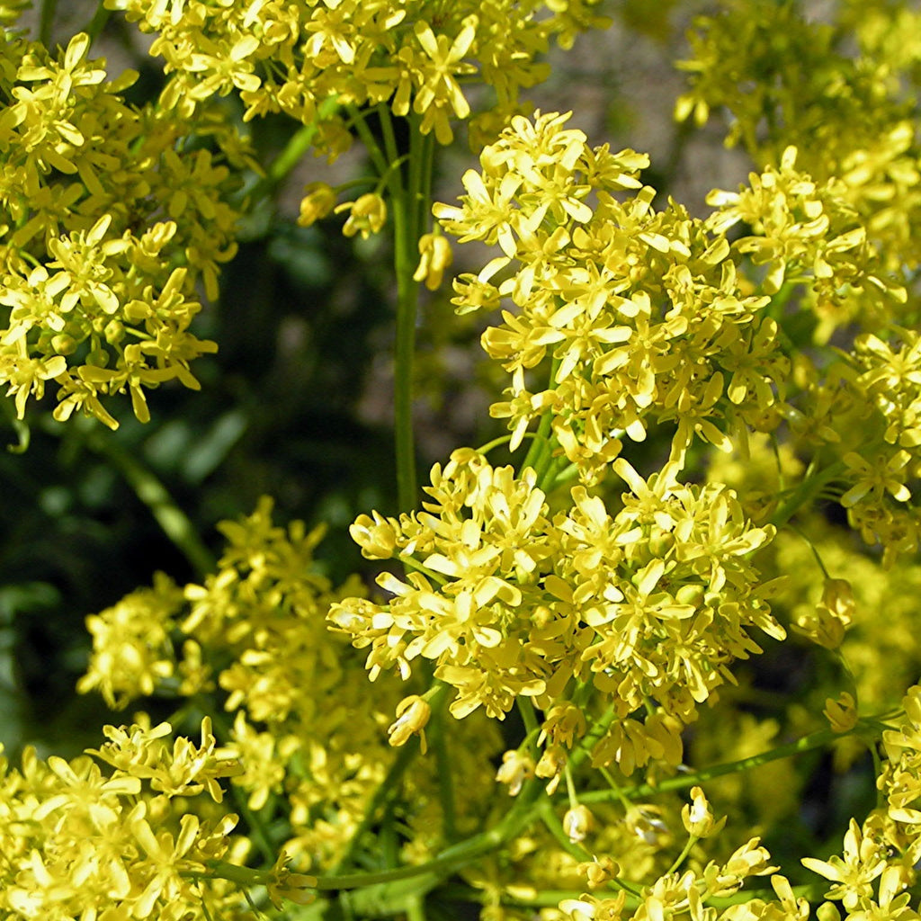 Woad seeds