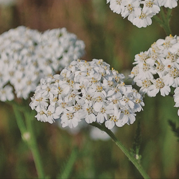 Seeds - Yarrow