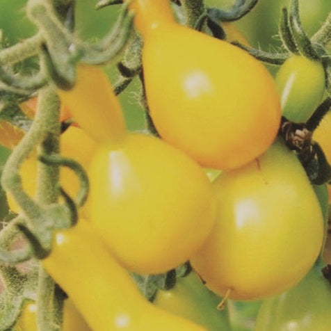 Yellow Pear tomato seeds