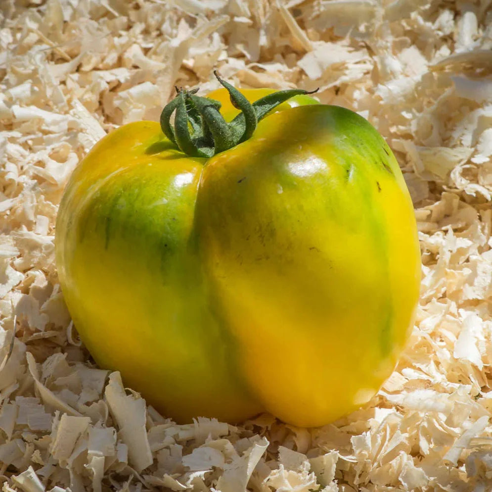 Semences de Tomate Yellow Stuffer