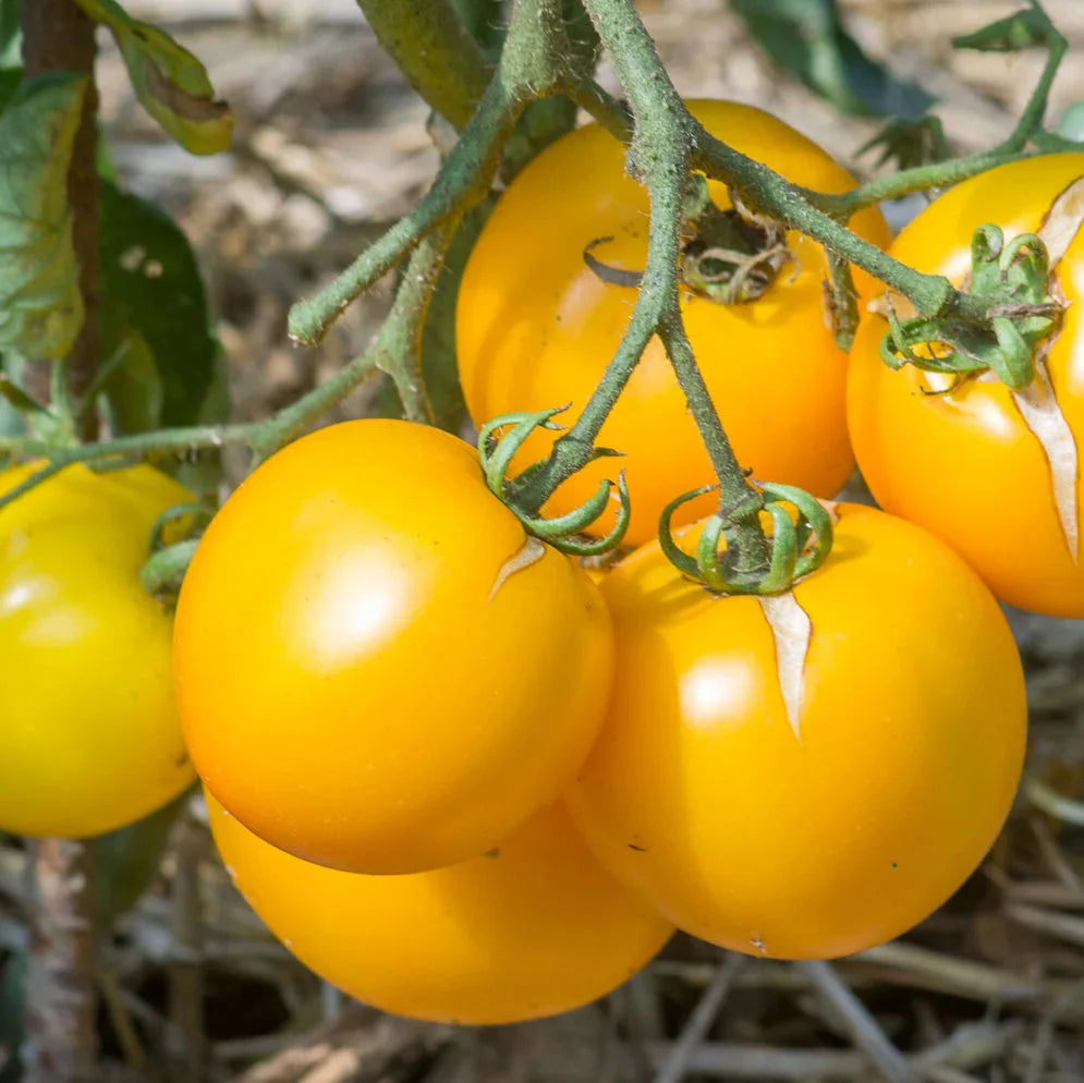 Semences de tomate Yellow Taxi