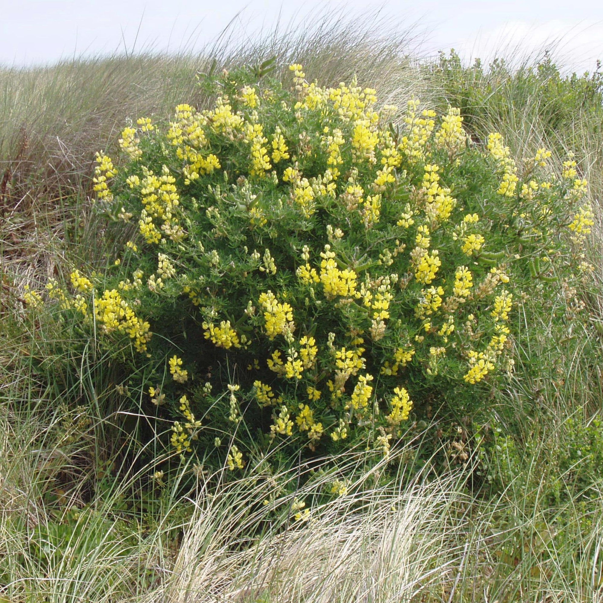 Semences de lupin arbustif jaune