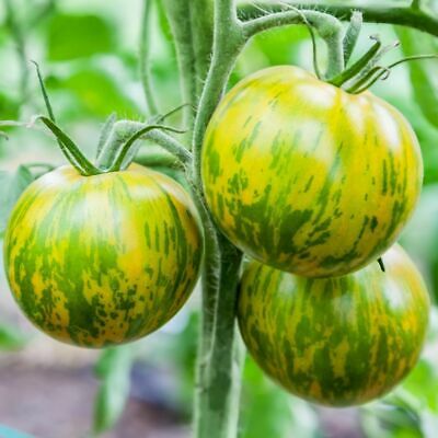 Semences de tomate Yellow Zebra