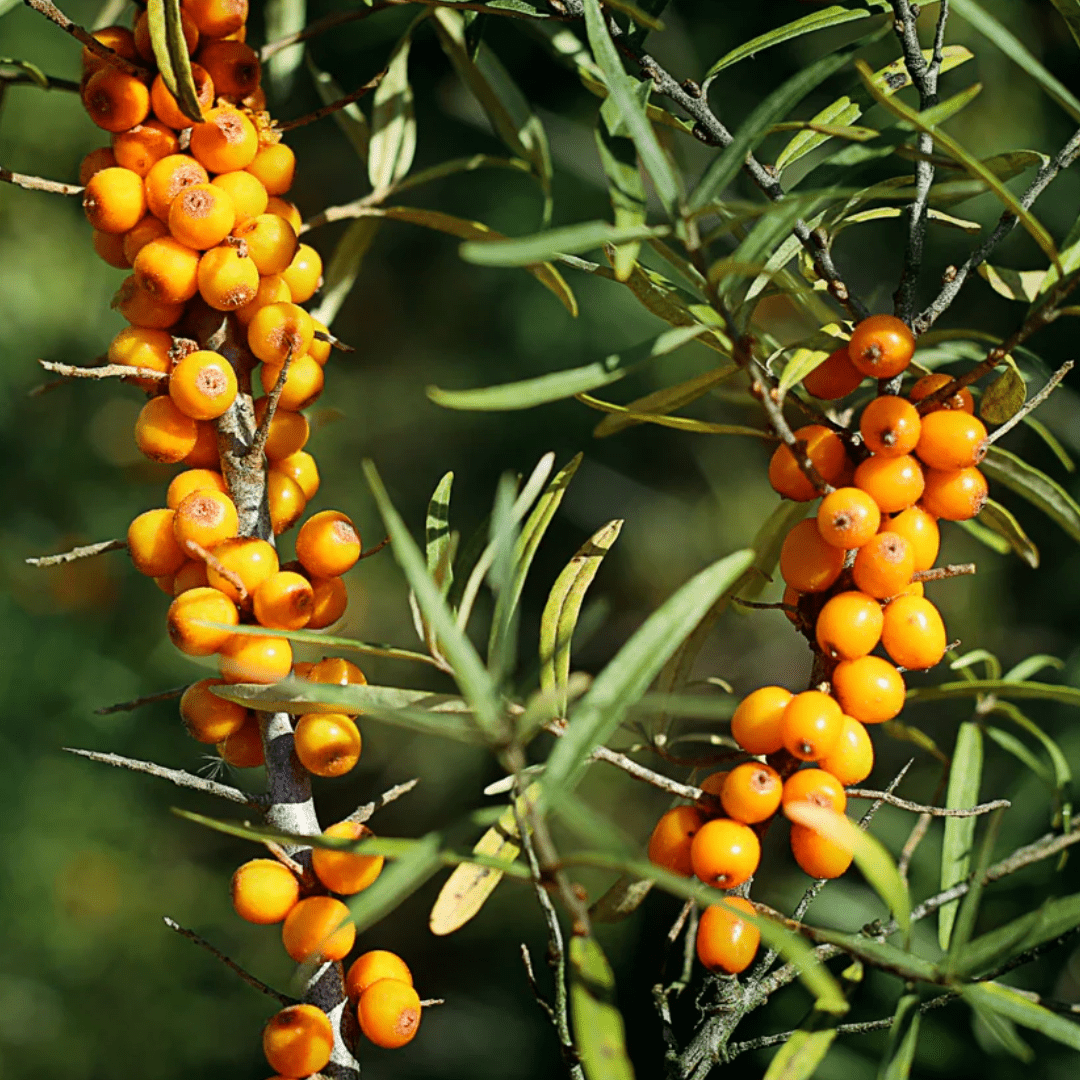 Argousier (pulpe)