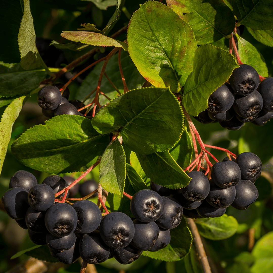 Aronia (Baies)