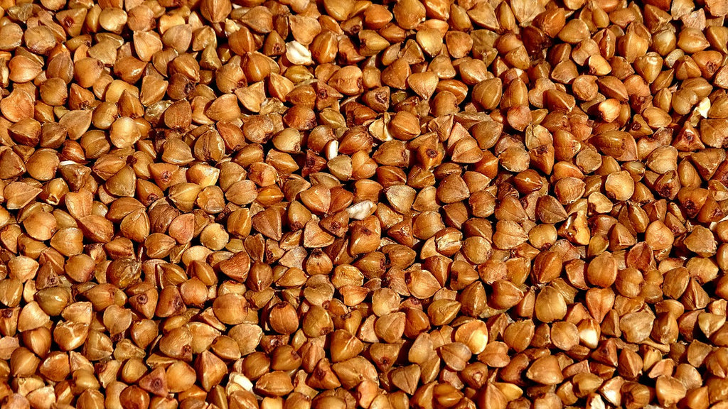 Semences de Sarrasin