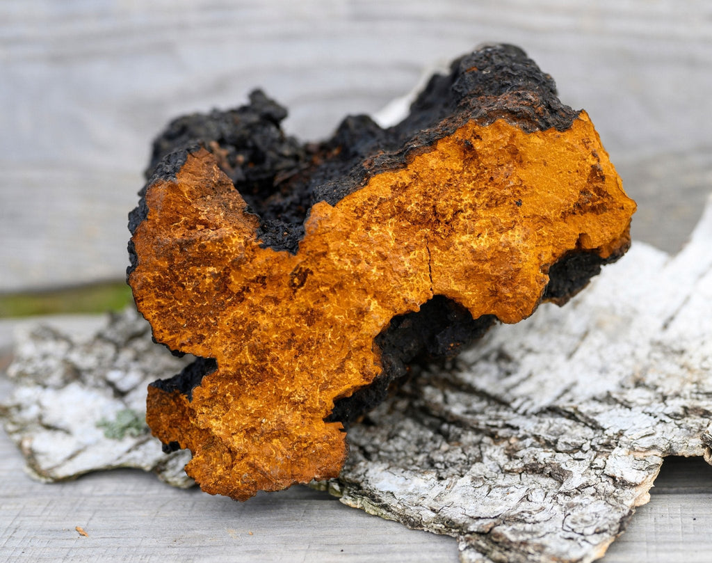 Chaga sauvage du Canada