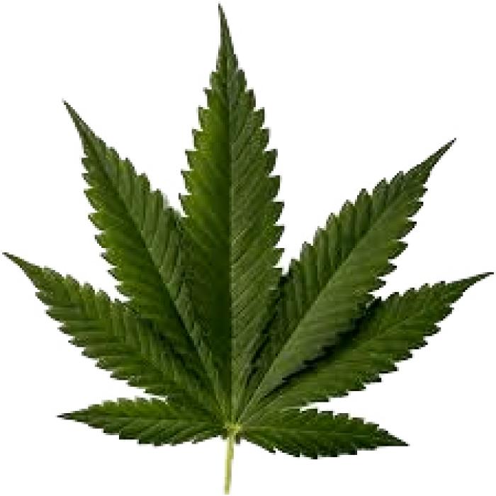 Huile de chanvre biologique