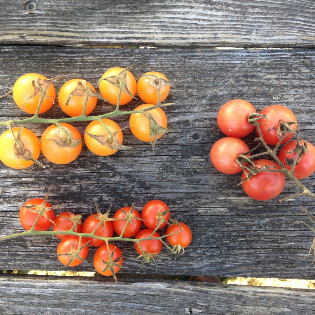 Seeds - Cherry Tomato Mix