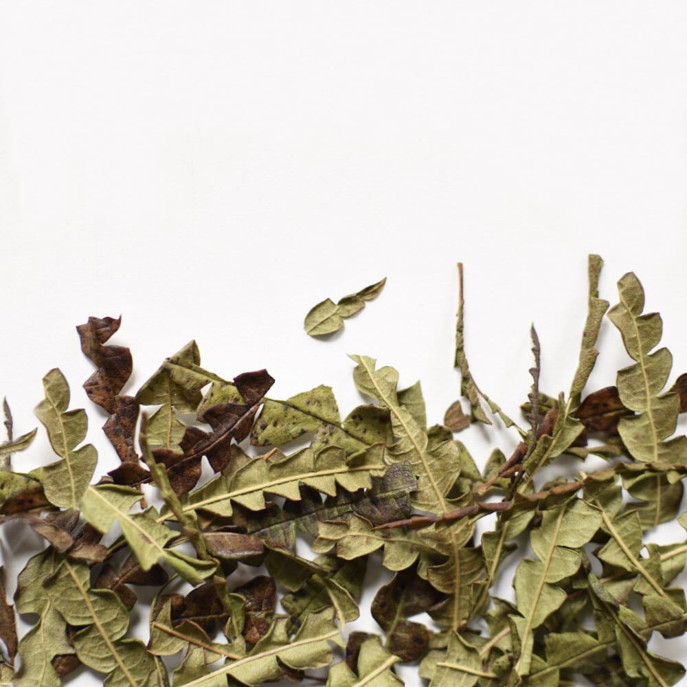 Feuilles de Comptonie voyageuse