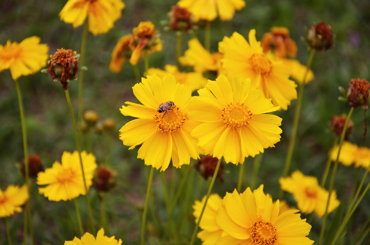 Semences de coréopsis des prairies