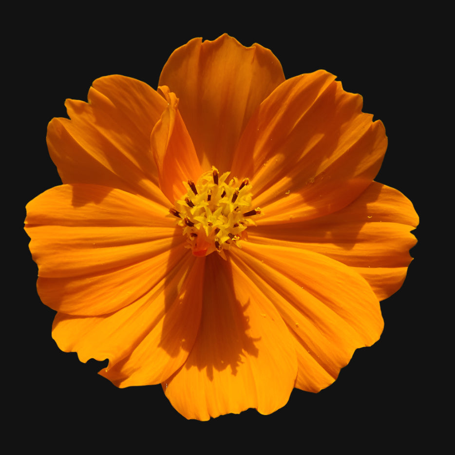 Semences de Cosmos sulfureux (Sulfur cosmos)