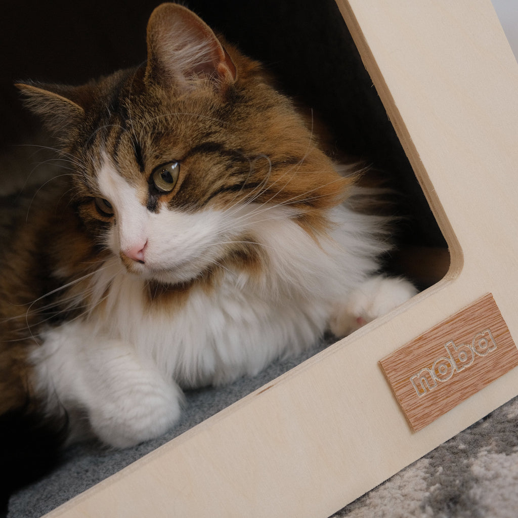 Rest house and scratching post
