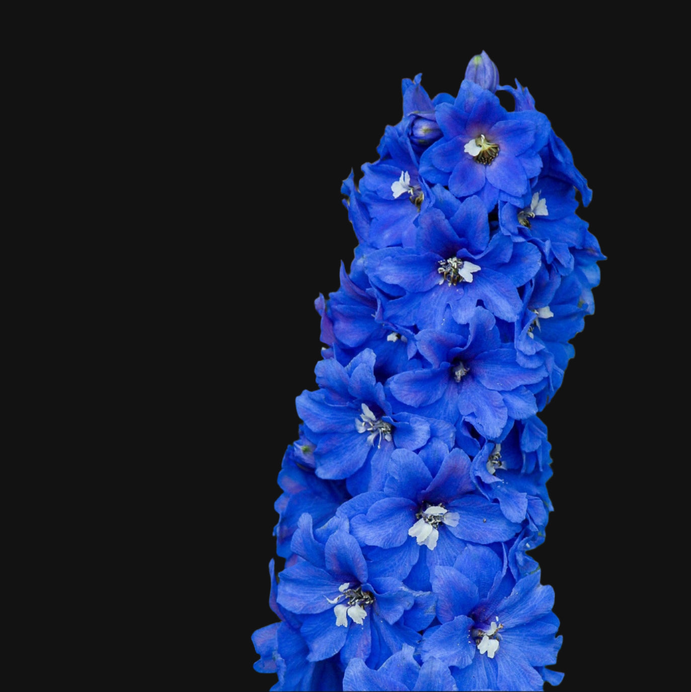 Delphinium Seeds