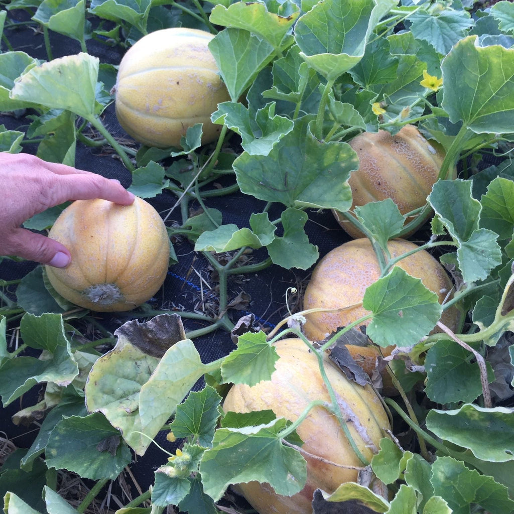 Semences de melons