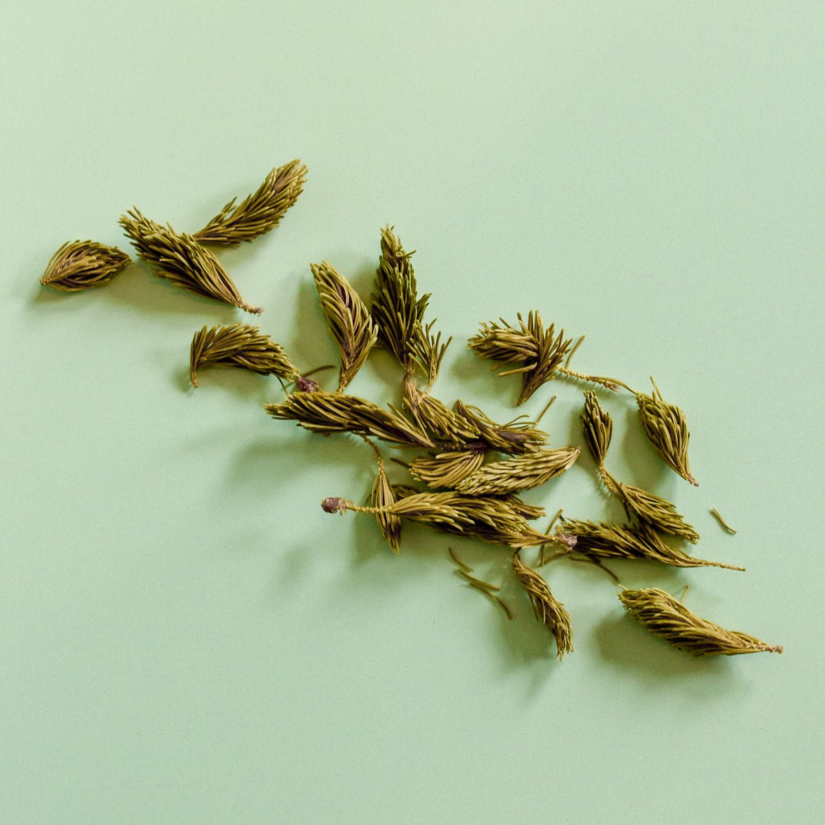 Épinette blanche (Pousse)
