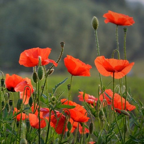 Flanders Poppy Seeds