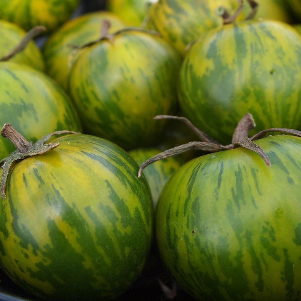 Green Zebra Tomato Seeds – Biocos Canada