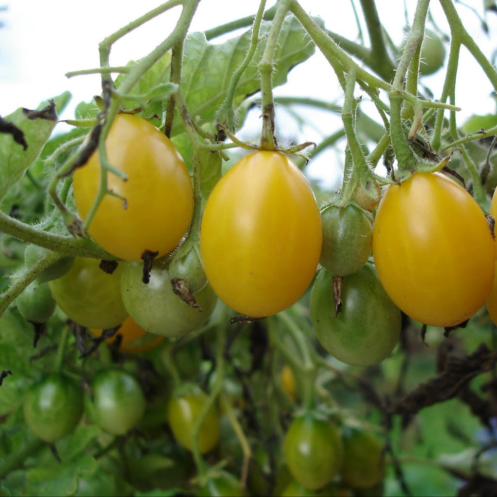 Ildi tomato seeds
