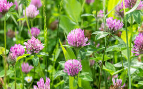 Herbal tea | Red clover